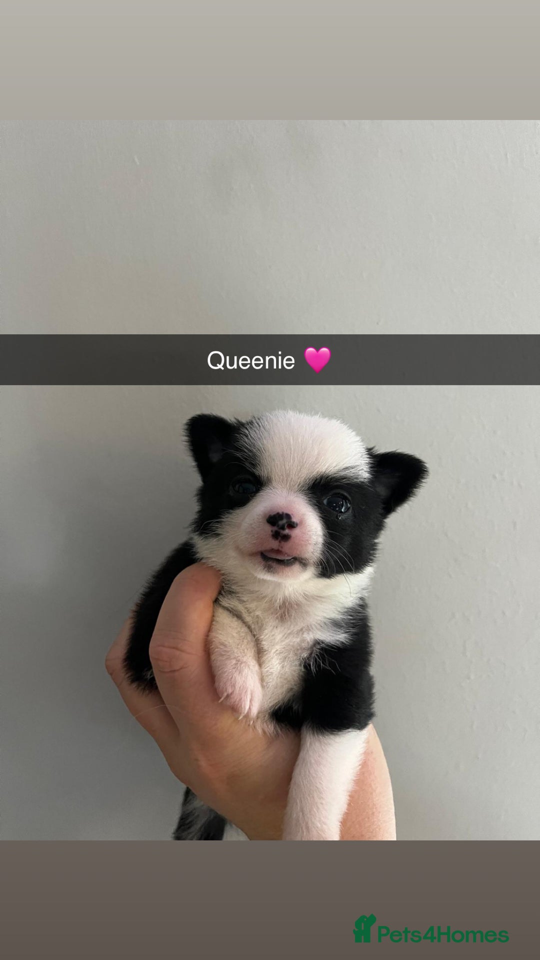 Chihuahua dogs for sale: READY NOW chihuahua x Pom puppies  - Image 37