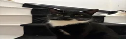 Domestic Shorthair cats for sale: Leo looking for his forever home. - Advert 1