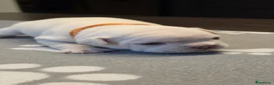 French Bulldog 1