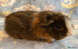 Guinea Pig rodents for sale: Gorgeous guinea pigs in Saint Helens - Image 2