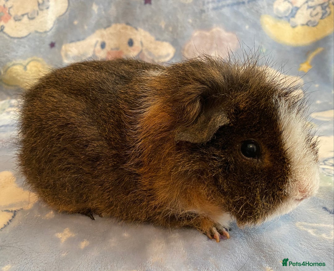 Guinea Pig rodents for sale: Gorgeous guinea pigs in Saint Helens - Image 2