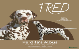 Dalmatian dogs for stud: Quality Proven KC Registered Liver Stud  in Warrington - Image 5