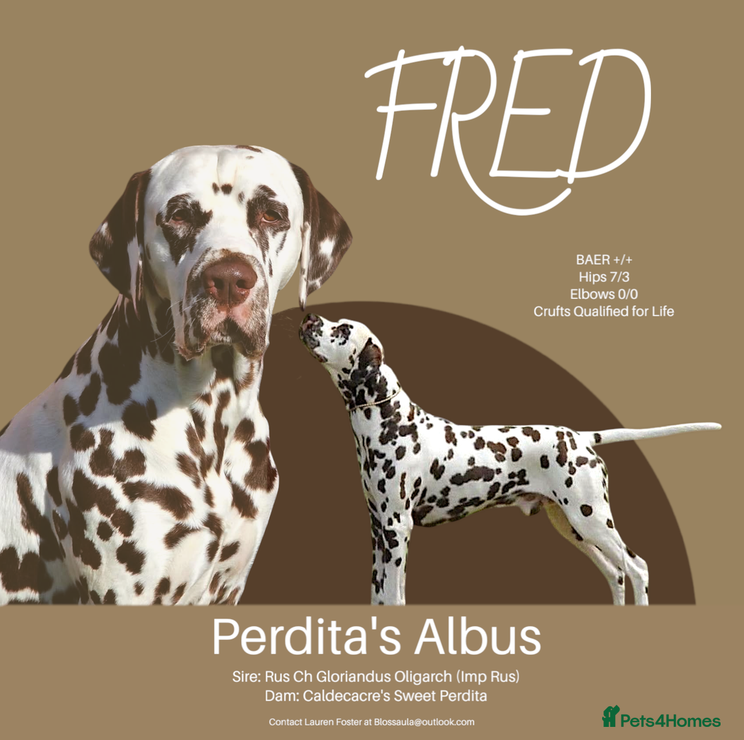 Dalmatian dogs for stud: Quality Proven KC Registered Liver Stud  in Warrington - Image 5