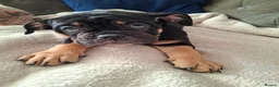 Old Tyme Bulldog dogs for sale: Old tyme bulldog puppies for sale - Advert 4