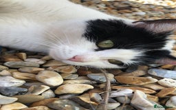 Mixed Breed cats for sale: 5 beautiful kittens ready for new homes - Image 10
