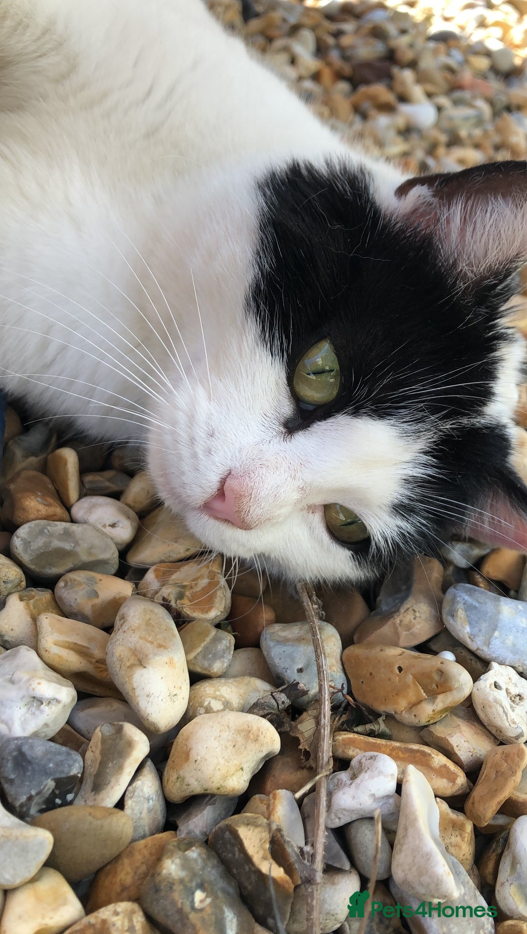 Mixed Breed cats for sale: 5 beautiful kittens ready for new homes - Image 10