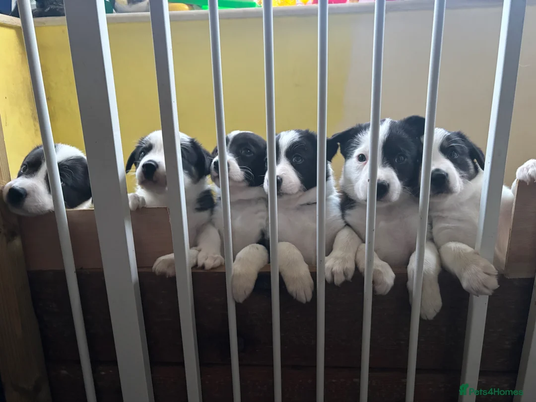 Border Collie dogs for sale: Border collie puppies for sale  in Hertford - Advert 2