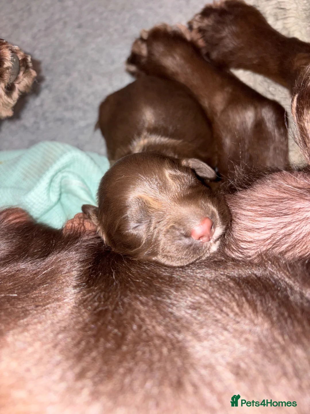 Cocker Spaniel dogs for sale: KC WORKING COCKER SPANIELS in Mansfield - Advert 24
