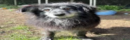 Mixed Breed dogs for adoption: Meet amazing MOOSE!!  - Advert 8