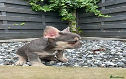 French Bulldog dogs for sale: Pink French bulldog puppies - Image 8