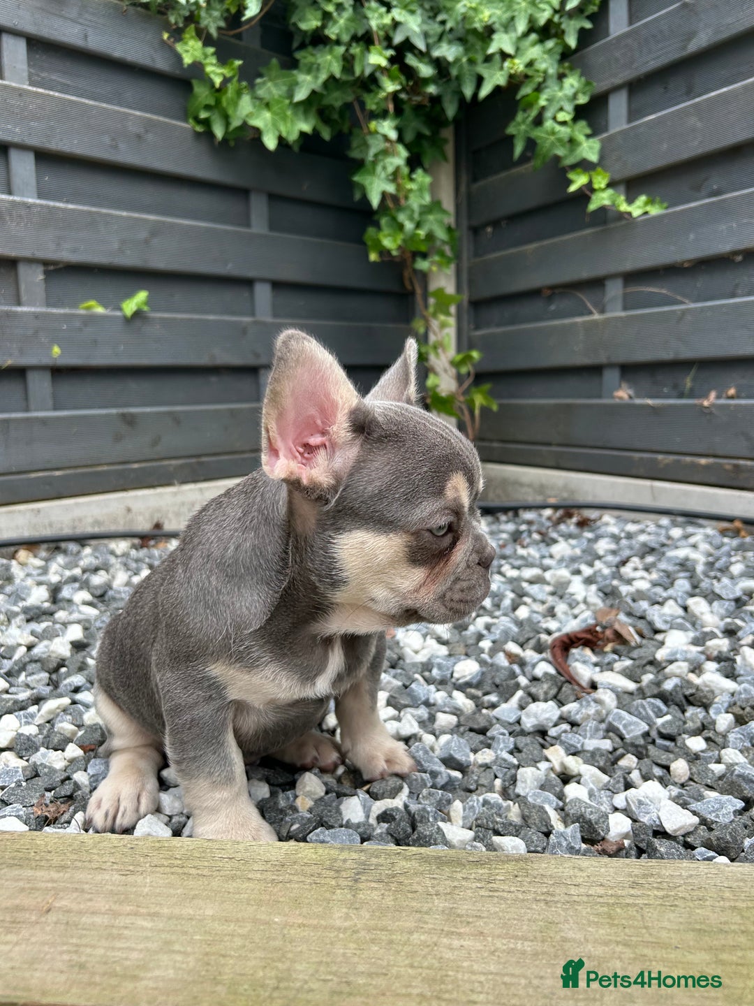 French Bulldog dogs for sale: Pink French bulldog puppies - Image 8