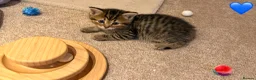 Persian cats for sale: 5 Persian X kittens available from 9th May - Advert 7