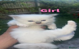 Ragdoll cats for sale: 2 Purebred Beautiful Ragdoll Kittens - Image 2