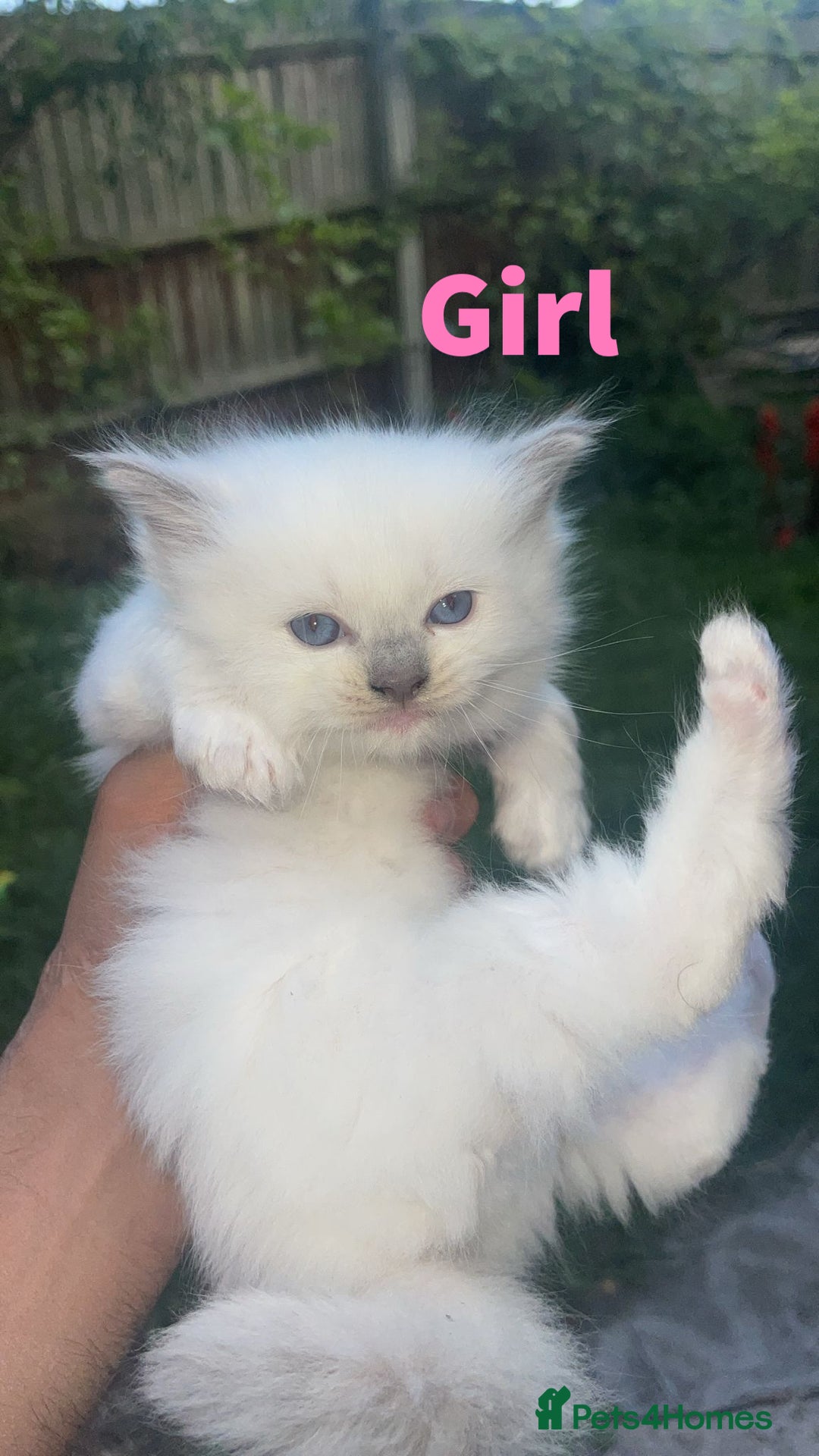 Ragdoll cats for sale: 2 Purebred Beautiful Ragdoll Kittens - Image 2