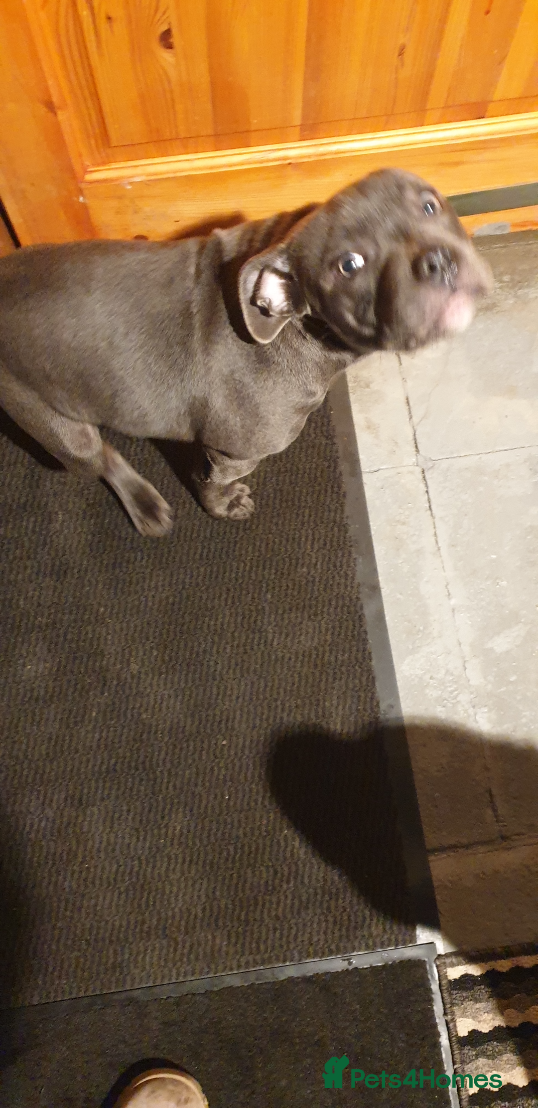 Staffordshire Bull Terrier dogs for sale: blue Staffordshire bull terrier puppy  - Advert 13