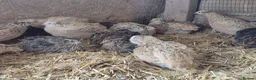 Quail poultry for sale: 12 hatching eggs - Advert 3
