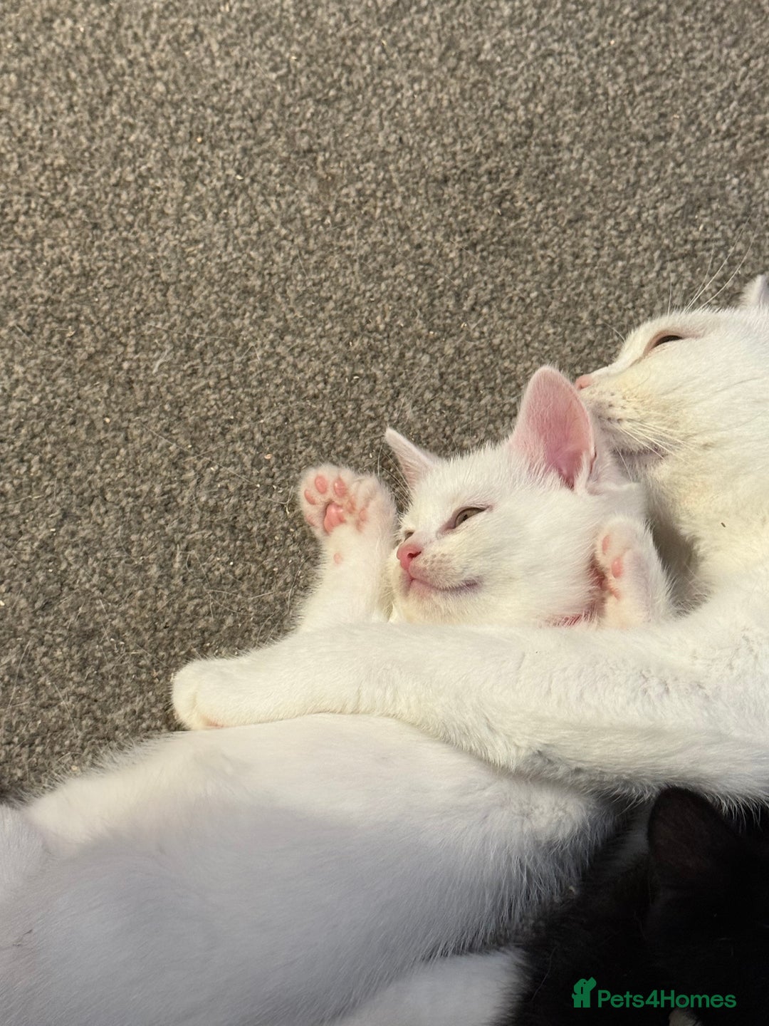 British Shorthair cats for sale: 2x male kittens ready to go now  - Image 8