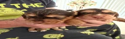 Cocker Spaniel dogs for sale: Show Thayp cocker spaniels - Advert 6