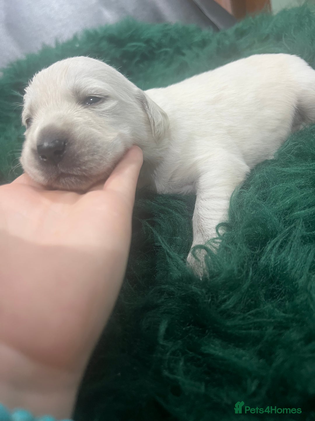 Goldador dogs for sale: Puppies- Goldadors (Golden retriever) (Labrador)  - Image 14