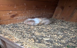 Guinea Pig rodents for sale: guinea pigs  - Image 2