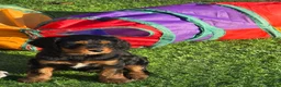 Cavapoo dogs for sale: Health tested Standard (cuddle) Cavapoos - Advert 14