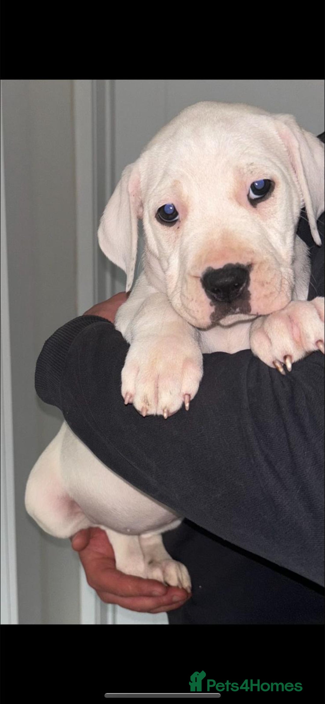 Mastiff dogs for sale: Mastiff bandog female for sale - Image 4