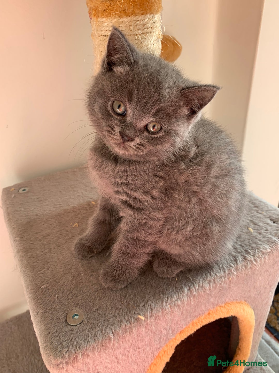 British Shorthair cats for sale: British Short Hair Kittens  - Image 12