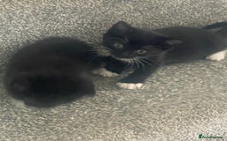 Mixed Breed cats for sale: Kittens for sale - Image 3