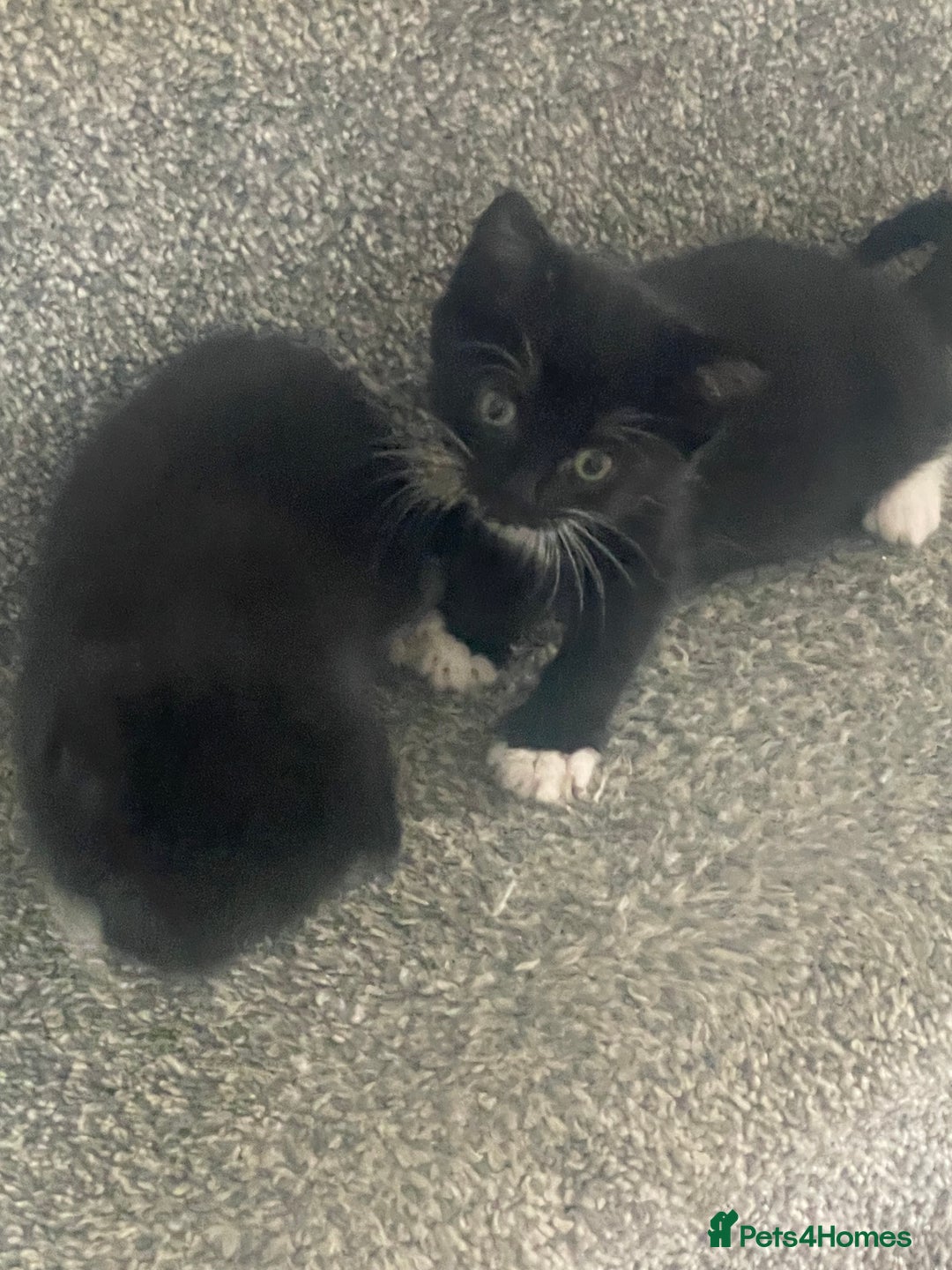 Mixed Breed cats for sale: Kittens for sale - Image 3