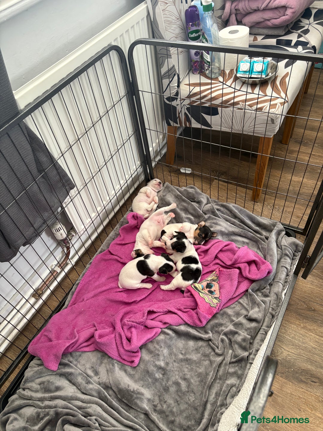 Jack Russell dogs for sale: jack Russell puppies for sell  - Image 16