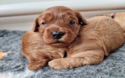 Cavapoo dogs for sale: 🎀 Beautiful F1 Cavapoo Puppies 🎀 - Image 15