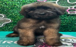 Saint Bernard dogs for sale: *Reduced* F1 St Berdoodle  - Image 1