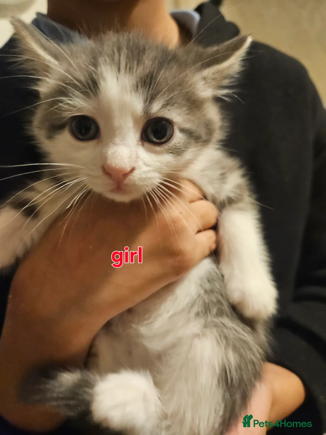 Mixed Breed cats for sale: Adorable kiitens - Advert 6