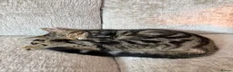 Mixed Breed cats for sale: 6 month old cute Kitten  - Advert 1