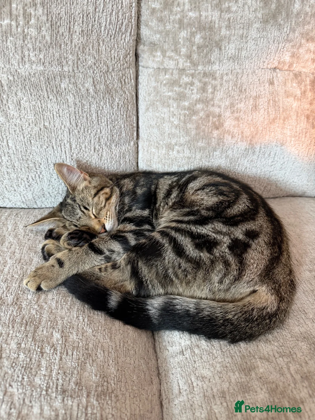 Mixed Breed cats for sale: 6 month old cute Kitten  - Advert 1