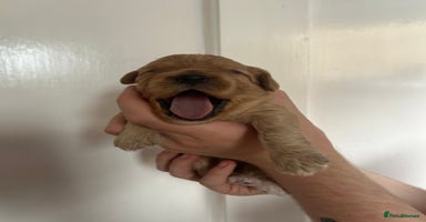 Cockapoo dogs - Advert 3