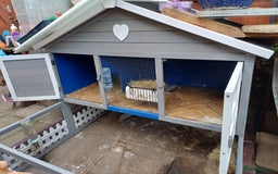 Guinea Pig rodents for sale: Neutered  boar and female Guinea Pigs for sale - Image 2
