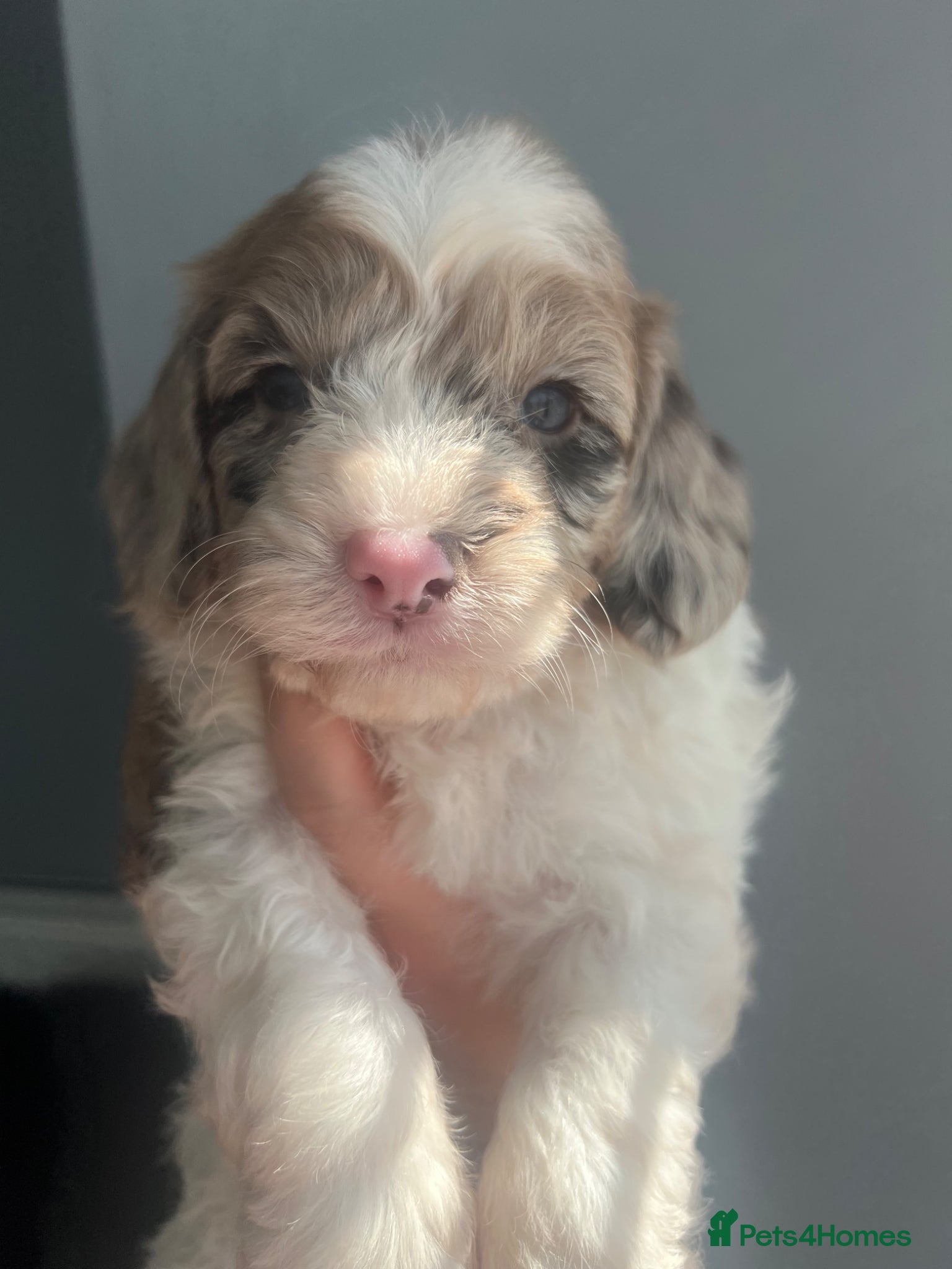 Sproodle dogs 🐶💕Adorable Sprockerpoo Puppies🐶💕 - Advert 1