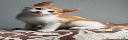 Mixed Breed cats for sale: Stunning ginger and white kittens available!!! - Advert 6