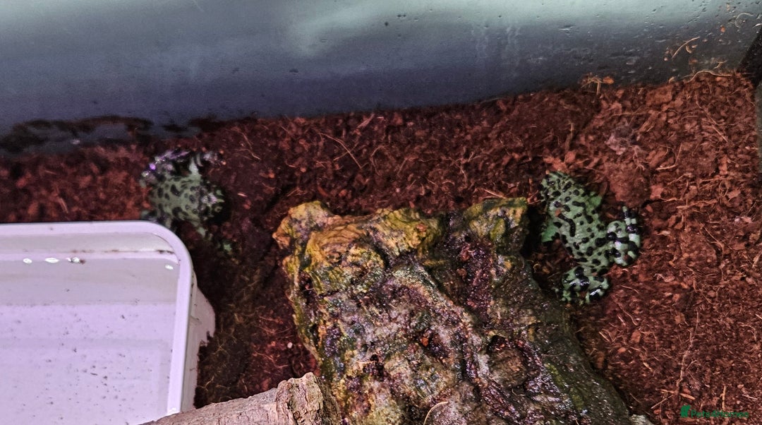 Frog reptiles for sale: 2 male oriental fire belly toads  - Image 6