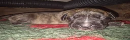 Mixed Breed dogs for sale: Beautiful Brindle Cane Corso/ Mastiff pups - Advert 4