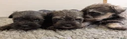 Miniature Schnauzer dogs for sale: KC Health tested Miniature Schnauzer Puppies - Advert 9