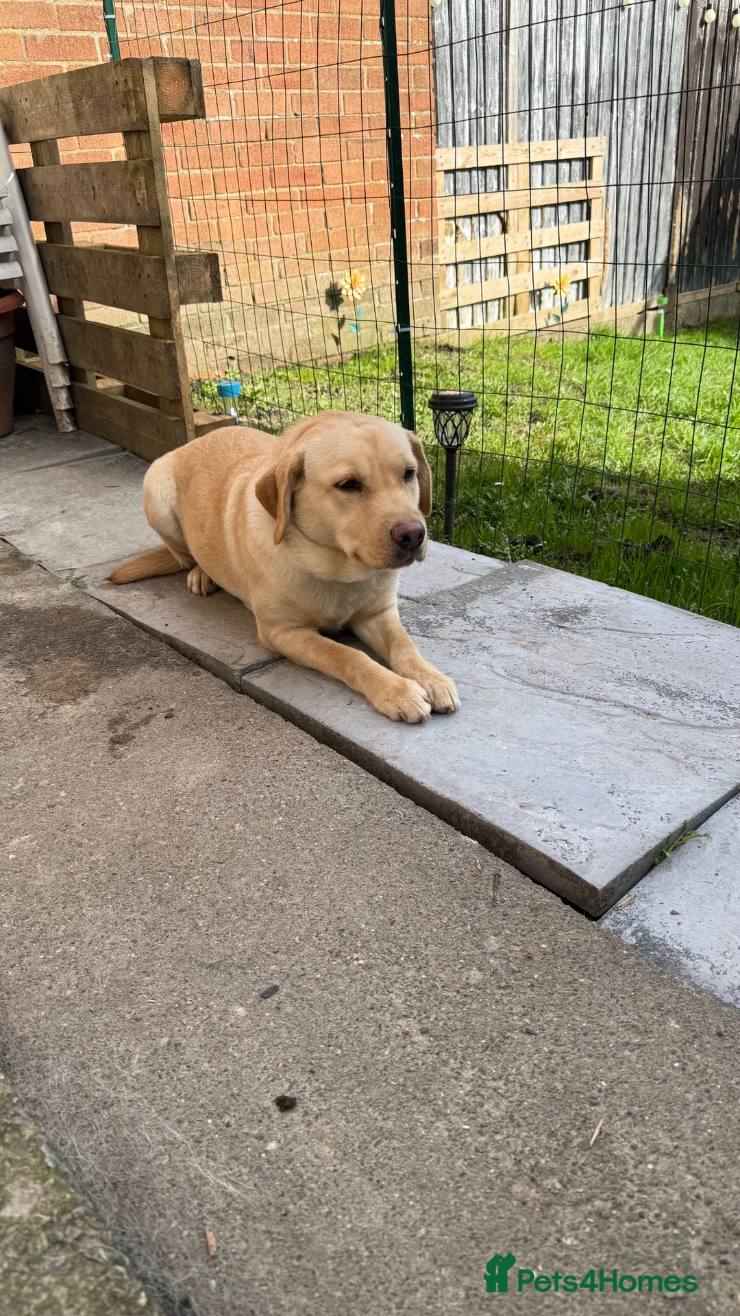 Labrador Retriever dogs for sale: Labrador Retriever  in Oswestry - Advert 2