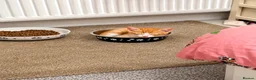 Mixed Breed cats for sale: 2 ginger male boys  - Advert 13