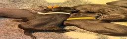 Thai Ridgeback dogs for sale: Thai ridgeback  in Ripon - Advert 11