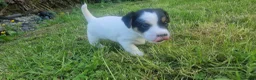 Mixed Breed dogs for sale: Parson Jack Russel Puppies For Sale in Llanfechain - Advert 17