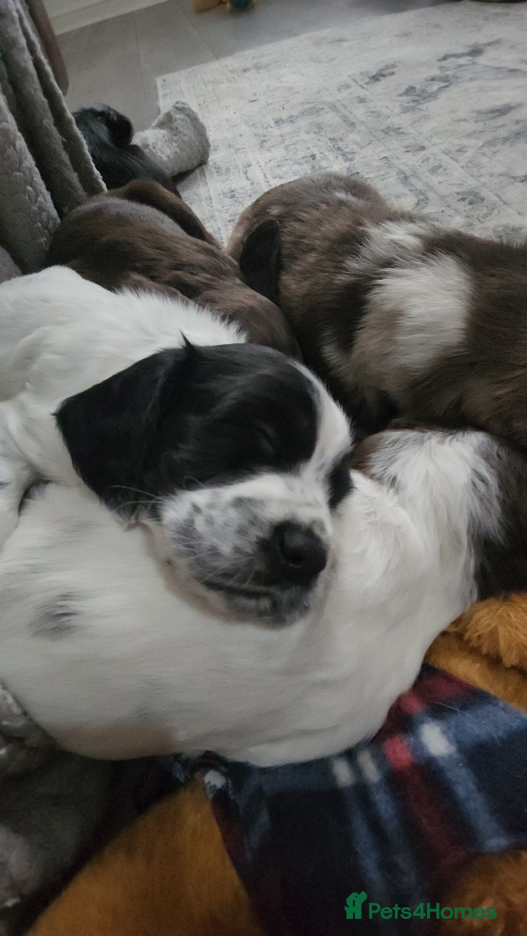 Cocker Spaniel dogs for sale: Cocker spaniel puppys. - Image 5