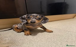 Mixed Breed dogs for sale: Rehoming - Please read the description  - Image 6