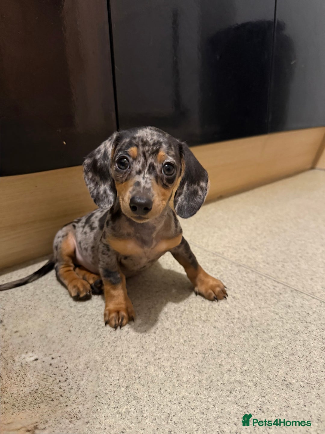 Mixed Breed dogs for sale: Rehoming - Please read the description  - Image 6
