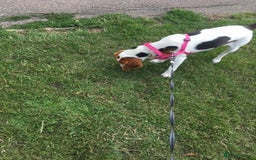 Beagle dogs for sale: Rehoming Roxy - Image 6